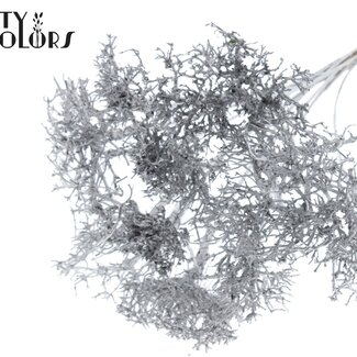 QC Dry Tree sur tige | Couleur : Métallique Argenté | Dry Tree Piquet | Longueur du piquet ± 50 centimètres | 10 piquets par bouquet