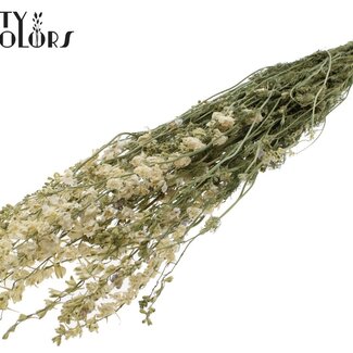 QC Getrockneter Rittersporn | Farbe: Weiß | Delphinium Trockenblumen | Länge ± 70 Zentimeter | Pro Bund