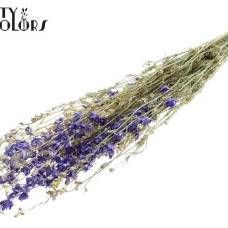 QC Dried Larkspur | Colour: Blue | Delphinium Dried Flowers | Length ± 70 centimetres | Per bunch