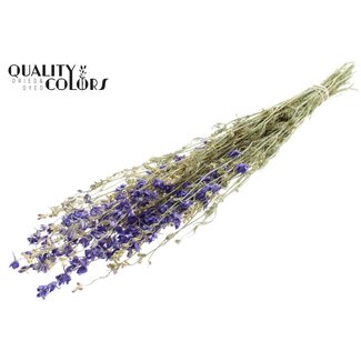 QC Gedroogd Ridderspoor | Kleur: Blauw | Delphinium Droogbloemen | Lengte ± 70 centimeter | Per bos