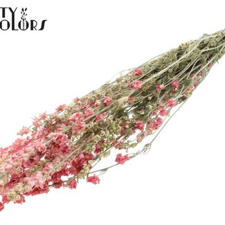 QC Delphinium Séché | Couleur : Rose clair | Fleurs séchées de Delphinium | Longueur ± 70 centimètres | Par bouquet