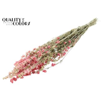 QC Gedroogd Ridderspoor | Kleur: Lichtroze | Delphinium Droogbloemen | Lengte ± 70 centimeter | Per bos