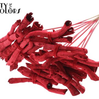 QC Gandiraj Schors op stok | Kleur: Rood | Gandiraj Bijsteker | Lengte ± 50 centimeter | 10 bijstekers per bos