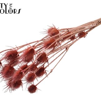 QC Dried Cardistella Thistles | Colour: Frosted Pink | Cardi Stella Dried Flowers | Length ± 70 centimetres | 5 stems per bunch | Per bunch