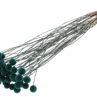 QC Getrocknete Craspedia | Farbe: Türkis | Trommelstöcke Trockenblumen | Länge ± 70 Zentimeter | 10 Stiele pro Bund | Pro Bund