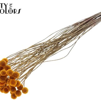 QC Dried Craspedia | Colour: Apricot | Billy Buttons Dried Flowers | Length ± 70 centimetres | 10 stems per bunch | Per bunch