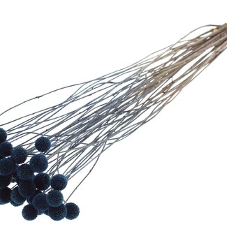 QC Getrocknete Craspedia | Farbe: Blau | Trommelstöckchen Trockenblumen | Länge ± 70 Zentimeter | 10 Stiele pro Bund | Pro Bund