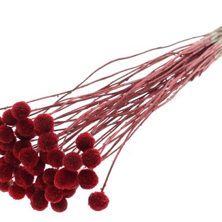 QC Gedroogde Craspedia | Kleur: Rood | Trommelstokjes Droogbloemen | Lengte ± 70 centimeter | 10 takken per bos | Per bos