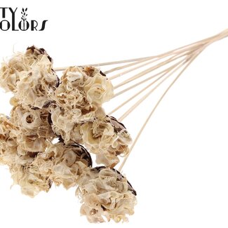 QC Gousse de coton bouclée blanchie sur tige | Couleur: Blanc Brun | Gousse bouclée tige à piquer | Longueur ± 50 centimeter | 10 tiges à piquer par bouquet