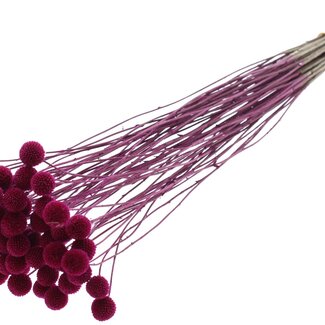 QC Dried Craspedia | Colour: Lilac | Drumstick Dried Flowers | Length ± 70 centimetres | 10 stems per bunch | Per bunch