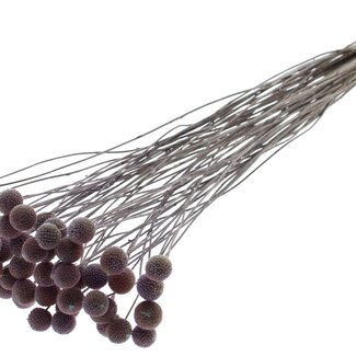 QC Getrocknete Craspedia | Farbe: Frosted Milkapaars | Trommelstöckchen Trockenblumen | Länge ± 70 Zentimeter | 10 Stiele pro Bund | Pro Bund