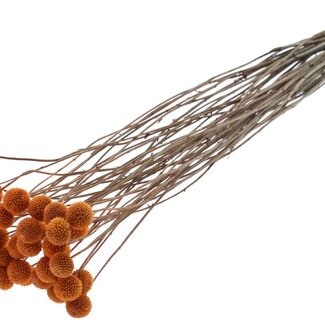 QC Dried Craspedia | Colour: Terracotta | Drumstick Dried Flowers | Length ± 70 centimetres | 10 stems per bunch | Per bunch