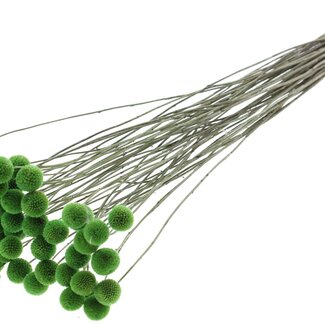 QC Dried Craspedia | Colour: Light Green | Drumstick Dried Flowers | Length ± 70 centimetres | 10 stems per bunch | Per bunch