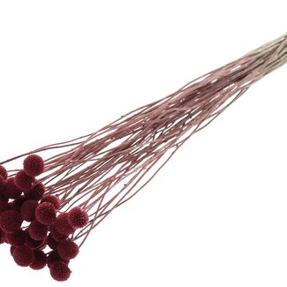 QC Craspedia séchée | Couleur : Bordeaux | Fleurs séchées Drumsticks | Longueur ± 70 centimètres | 10 tiges par bouquet | Par bouquet