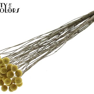 QC Craspedia séchée | Couleur : Jaune Naturel | Fleurs séchées Drumsticks | Longueur ± 70 centimètres | 10 tiges par bouquet | Par bouquet