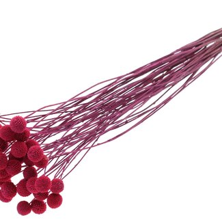 QC Dried Craspedia | Colour: Frosted Cherry | Drumstick Dried Flowers | Length ± 70 centimetres | 10 stems per bunch | Per bunch