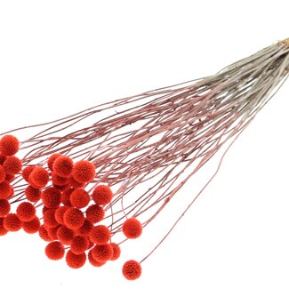 QC Getrocknete Craspedia | Farbe: Korallenfarbe | Trommelstock-Trockenblumen | Länge ± 70 Zentimeter | 10 Stiele pro Bund | Pro Bund