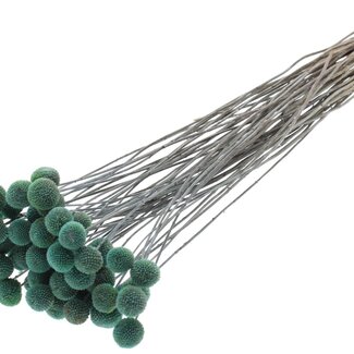 QC Gedroogde Craspedia | Kleur: Frosted Lichtblauw | Trommelstokjes Droogbloemen | Lengte ± 70 centimeter | 10 takken per bos | Per bos