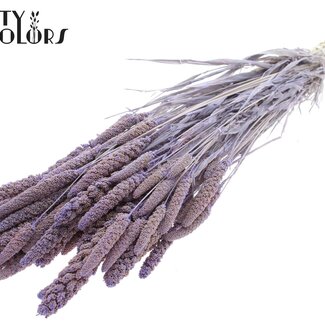 QC Getrocknete gebleichte Hirse | Farbe: Frosted Milk Lila | Pennisetum Trockenblumen | Länge ± 70 Zentimeter | Gewicht 200 Gramm | Pro Bund
