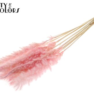 QC Plumes de Pampas Fluffy Séchées Blanchies | Couleur : Rose clair | Longueur ± 70 centimètres | 10 plumes par bouquet | Par bouquet