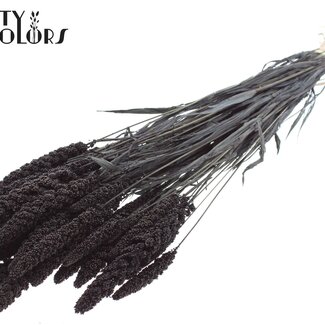 QC Millet Blanchi Séché | Couleur : Noir | Pennisetum Fleurs Séchées | Longueur ± 70 centimètres | Poids 200 grammes | Par bouquet