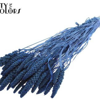QC Getrocknete Gebleichte Hirse | Farbe: Blau | Pennisetum Trockenblumen | Länge ± 70 Zentimeter | Gewicht 200 Gramm | Pro Bund
