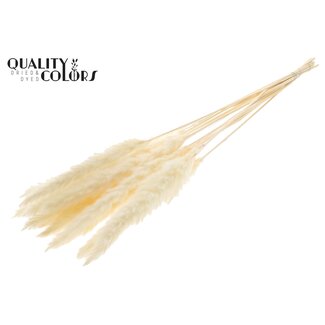 QC Gedroogde Gebleekte Fluffy Pampas Pluimen | Kleur: Naturelle | Lengte ± 70 centimeter | 10 pluimen per bos | Per bos
