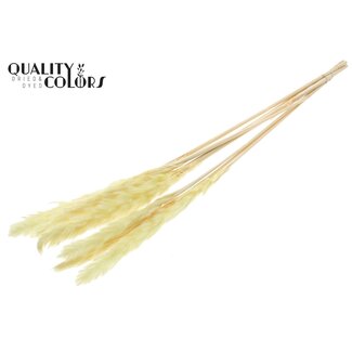 QC Getrocknete Gebleichte Fluffy Pampas Federn | Farbe: Gelb | Länge ± 70 Zentimeter | 10 Federn pro Bund | Pro Bund