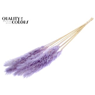 QC Dried Bleached Fluffy Pampas Plumes | Colour: Milka Purple | Length ± 70 centimetres | 10 plumes per bunch | Per bunch