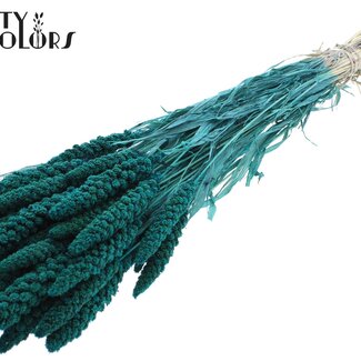 QC Gedroogde Gebleekte Gierst | Kleur: Turquoise | Pennisetum Droogbloemen | Lengte ± 70 centimeter | Gewicht 200 gram | Per bos