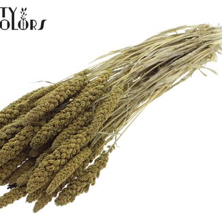 QC Millet Blanchi Séché | Couleur : Vert Olive | Pennisetum Fleurs Séchées | Longueur ± 70 centimètres | Poids 200 grammes | Par bouquet