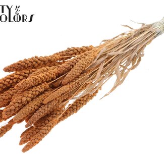 QC Dried Bleached Millet | Colour: Frosted Salmon | Pennisetum Dried Flowers | Length ± 70 centimetres | Weight 200 grams | Per bunch