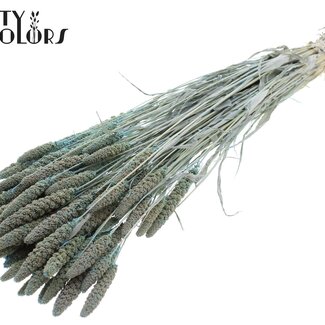 QC Getrocknete Gebleichte Hirse | Farbe: Frosted Hellblau | Pennisetum Trockenblumen | Länge ± 70 Zentimeter | Gewicht 200 Gramm | Pro Bund