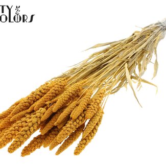 QC Dried Bleached Millet | Colour: Apricot | Pennisetum Dried Flowers | Length ± 70 centimetres | Weight 200 grams | Per bunch