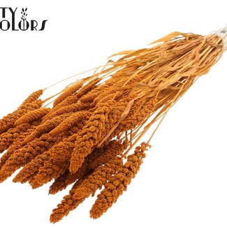 QC Dried Bleached Millet | Colour: Terracotta | Pennisetum Dried Flowers | Length ± 70 centimetres | Weight 200 grams | Per bunch