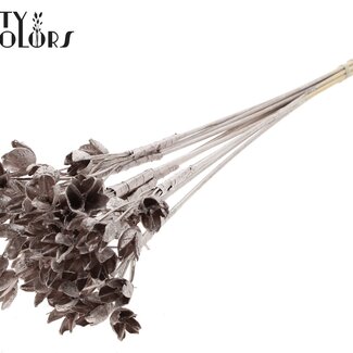 QC Bakuli on a stick | Colour: Champagne | Beech Nut Seed Pod Pick | Length ± 50 centimetres | 10 picks per bunch