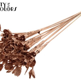 QC Bakuli sur tige | Couleur : Cuivré | Capsule de Graine de Hêtre Piquet | Longueur ± 50 centimètres | 10 piquets par bouquet