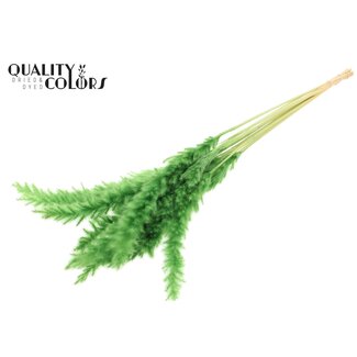 QC Dried Bleached Fluffy Pampas Plumes | Colour: Green | Length ± 70 centimetres | 10 plumes per bunch | Per bunch