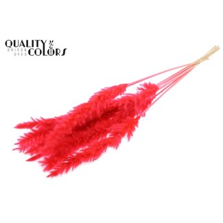 QC Dried Bleached Fluffy Pampas Plumes | Colour: Coral | Length ± 70 centimetres | 10 plumes per bunch | Per bunch