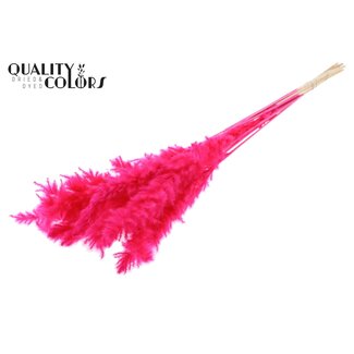 QC Getrocknete Gebleichte Flauschige Pampas Federn | Farbe: Kirschfarben | Länge ± 70 Zentimeter | 10 Federn pro Bund | Pro Bund