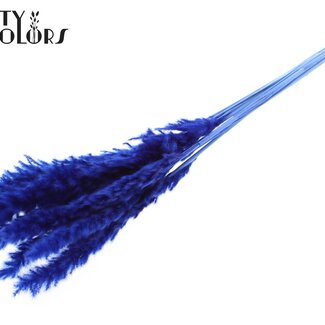 QC Getrocknete Gebleichte Fluffy Pampaswedel | Farbe: Blau | Länge ± 70 Zentimeter | 10 Wedel pro Bund | Pro Bund