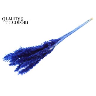 QC Gedroogde Gebleekte Fluffy Pampas Pluimen | Kleur: Blauw | Lengte ± 70 centimeter | 10 pluimen per bos | Per bos