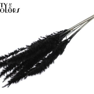 QC Plumes de Pampas Séchées Blanchies Fluffy | Couleur : Noir | Longueur ± 70 centimètres | 10 plumes par bouquet | Par bouquet