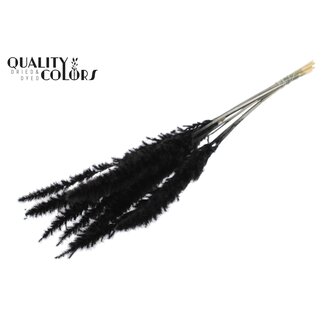 QC Dried Bleached Fluffy Pampas Plumes | Colour: Black | Length ± 70 centimetres | 10 plumes per bunch | Per bunch