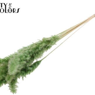 QC Gedroogde Gebleekte Fluffy Pampas Pluimen | Kleur: Olijfgroen | Lengte ± 70 centimeter | 10 pluimen per bos | Per bos