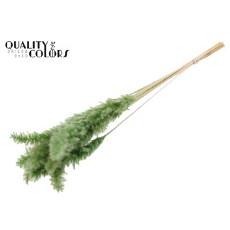 QC Plumes de Pampas Séchées Blanchies Fluffy | Couleur : Vert Olive | Longueur ± 70 centimètres | 10 plumes par bouquet | Par bouquet