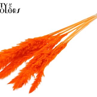 QC Dried Bleached Fluffy Pampas Plumes | Colour: Orange | Length ± 70 centimetres | 10 plumes per bunch | Per bunch