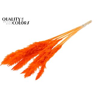 QC Getrocknete Gebleichte Flauschige Pampaswedel | Farbe: Orange | Länge ± 70 Zentimeter | 10 Wedel pro Bund | Pro Bund