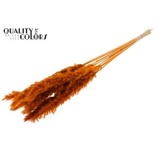 QC Dried Bleached Fluffy Pampas Plumes | Colour: Terracotta | Length ± 70 centimetres | 10 plumes per bunch | Per bunch