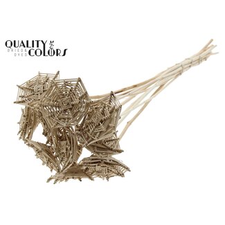 QC Toile d'araignée en rotin Lata sur bâton | Couleur : Brun Naturel | Toile d'araignée Lata plate Piquet décoratif | Longueur ± 50 centimètres | 10 piquets par bouquet